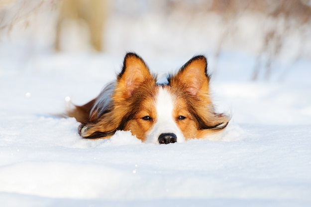 Border collie yang dog on the snow