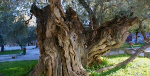 Άγιοι Ανάργυροι, ο Δήμος με την αρχαιότερη Ελιά στον κόσμο